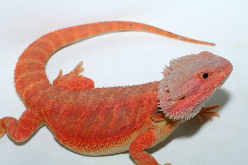 Photos Pogona vitticeps